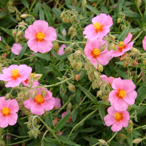 Helianthemum 'Wisley Pink' - Napvirág