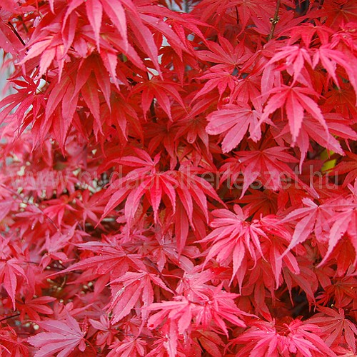 Acer palmatum 'Skeeter's Broom' - Japán juhar - vörös levelű