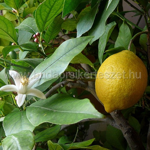 Citrus limonum - Citromfa