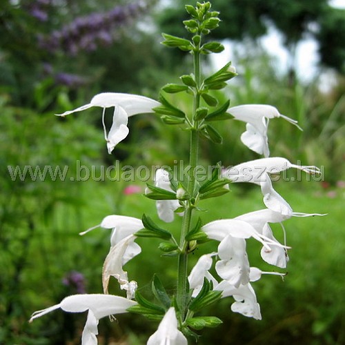 Salvia nemorosa 'Sentinel White' - Ligeti zsálya