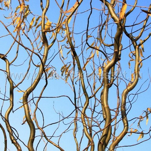 Salix matsudana 'Tortuosa' - Csavaros fűz
