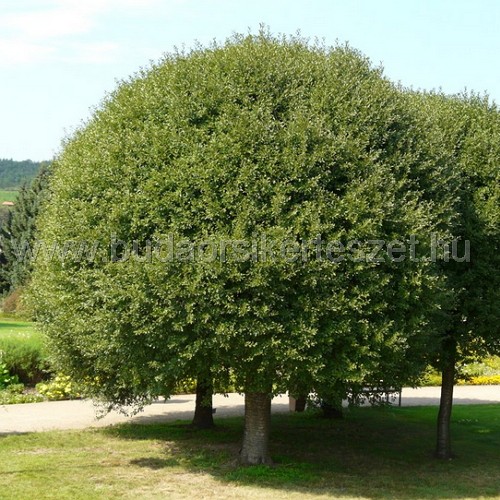 Prunus fruticosa 'Globosa' - Gömb csepleszmeggy