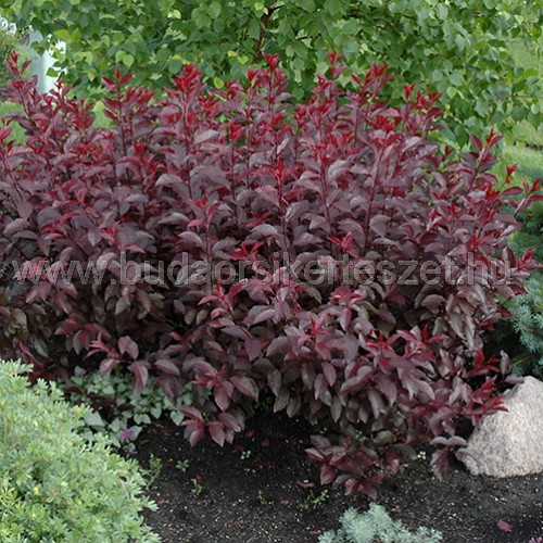 Prunus x cistena - Törpe vérszilva