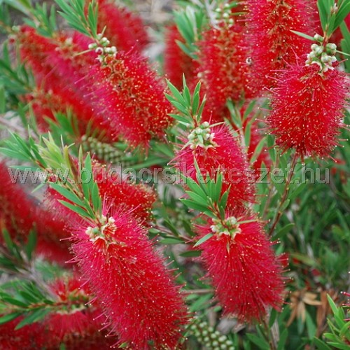 Callistemon citrinus 'Splendens Ball' - Hosszúlevelű kefevirág