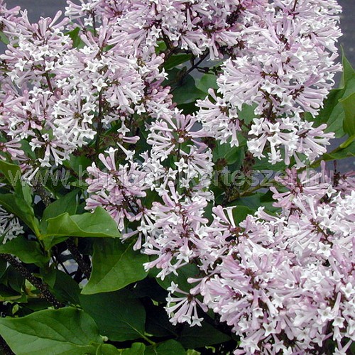 Syringa patula 'Miss Kim' - Orgona