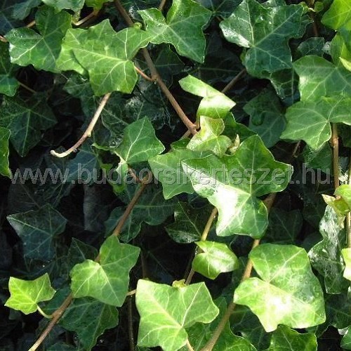Hedera helix 'Hibernica' - Borostyán