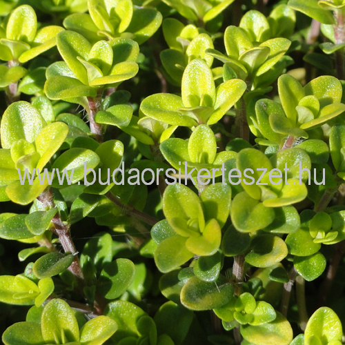 Thymus x citriodorus 'Archers Gold' - Arany, hegyi kakukkfű - citrom illatú