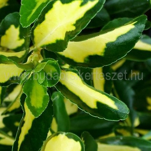 Euonymus fortuney 'Sunspot' - Kúszó kecskerágó