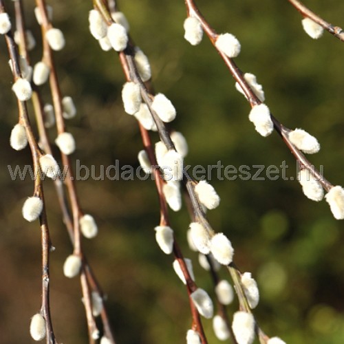 Salix caprea 'Kilmarnock' - Csüngő barkafűz