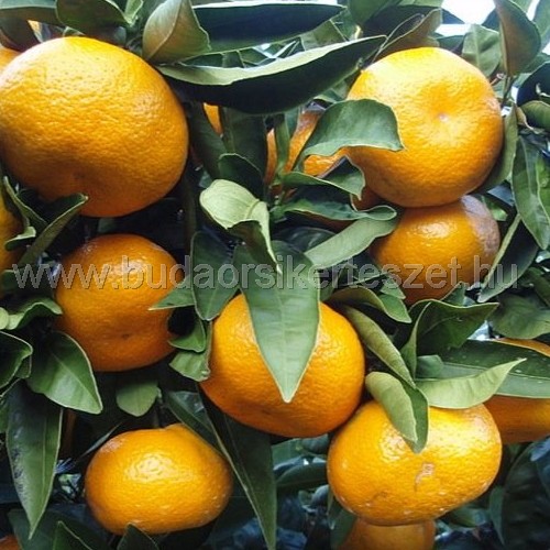 Citrus in Varieta - Narancsfa