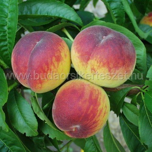 Prunus persica 'Dixired' - őszibarack