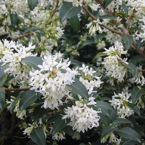 Osmanthus x burkwoodii - Illatvirág