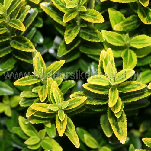 Euonymus japonicus 'Microphyllus Aureovariegatus' - Japán kecskerágó 