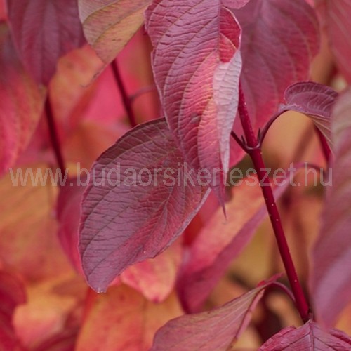 Cornus alba 'Sibirica' - Szibériai fehér som