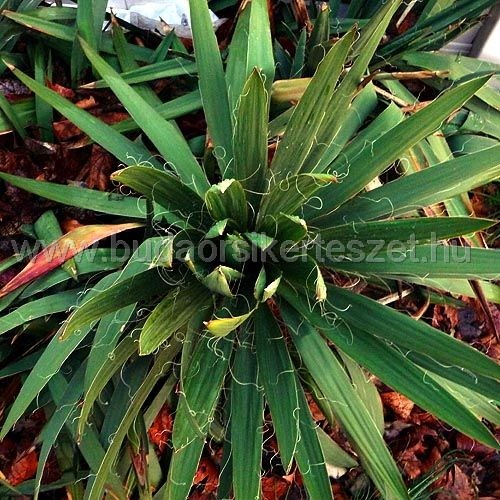 Yucca filamentosa - Kerti pálmaliliom