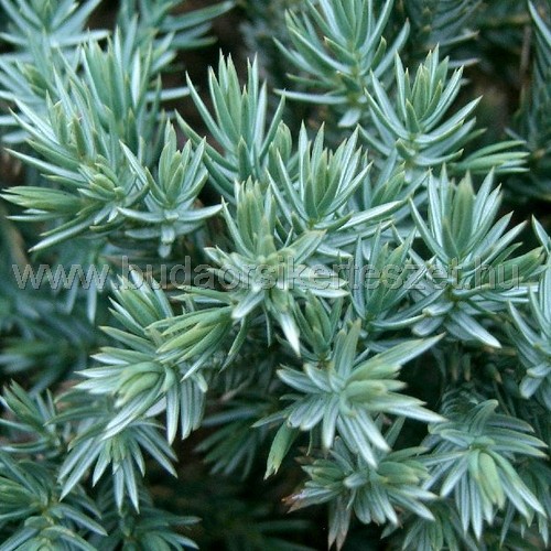 Juniperus squamata 'Blue Star' - Himalájai törpeboróka kék csillag