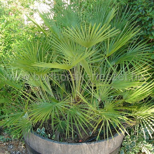 Chamaerops humilis - törpe lószőrpálma