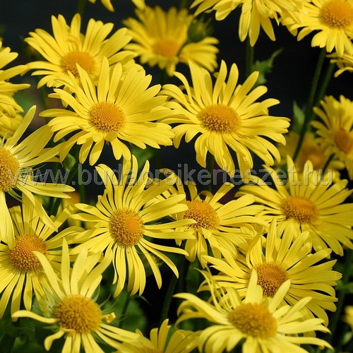 Doronicum orientale 'Magnificum' - Kaukázusi zergevirág