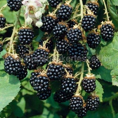 Rubus caesius - szeder