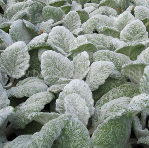 Salvia argentea - Ezüstzsálya