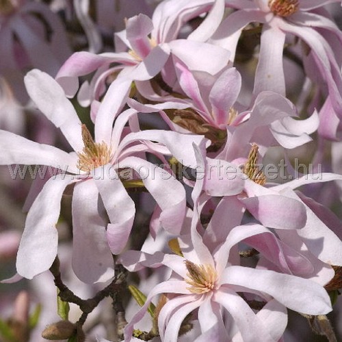 Magnolia x loebneri 'Leonard Messel' - Liliomfa