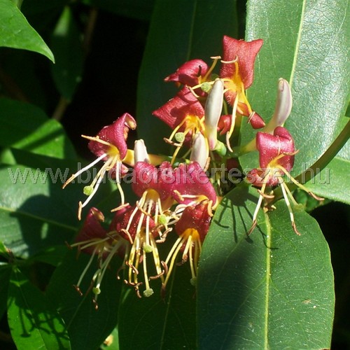 Lonicera henryi - Borostáslevelű lonc