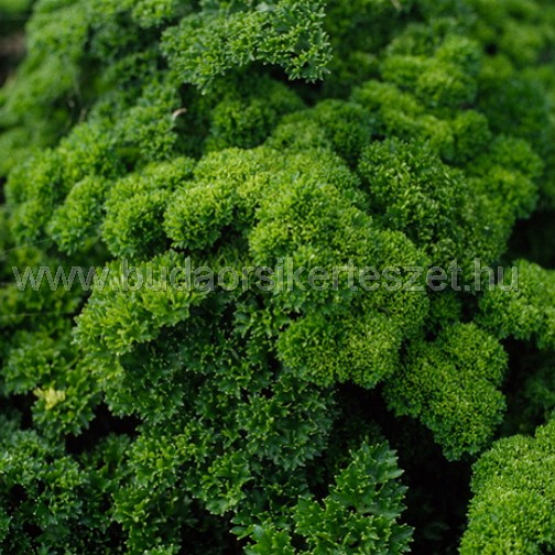 Petroselinum tuberosum- petrezselyem - mohafodrozatú