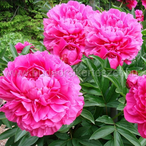 Paeonia sp. - Keleti bazsarózsa