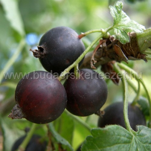Ribes nigrolaria - josta