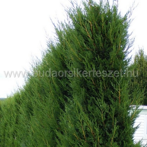 x Cupressocyparis leylandiid 'Piramidalis' - Leylandi ciprus