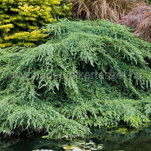 Juniperus communis 'Green Carpet' - Közönséges zöld szőnyeg boróka 