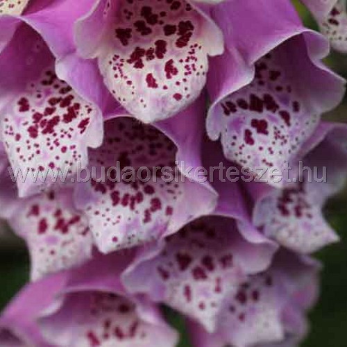 Digitalis purpurea 'Dalmatian F1 Purple' - Gyűszűvirág
