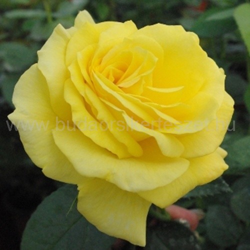 Rózsa 'Golden Delight'