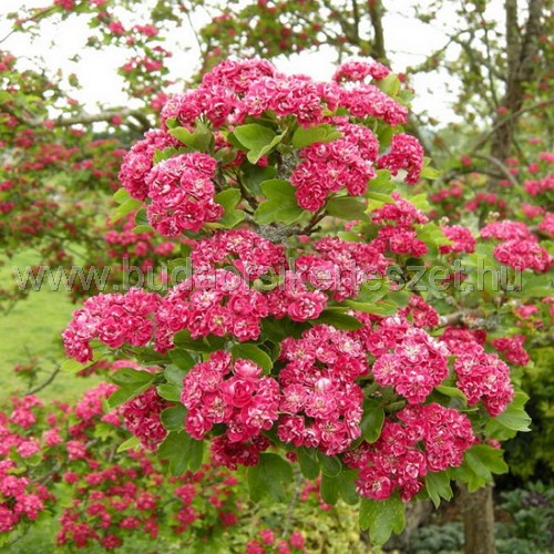 Crataegus lavallei 'Paul Scarlet' - Fényesleveleű galagonya