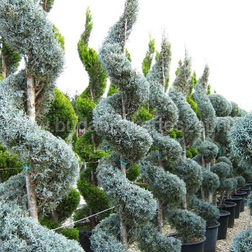 Cupressus arizonica 'Glauca'- Arizóniai ciprus - formára nyírt spirál