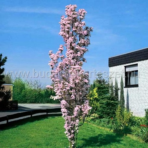 Prunus serrulata 'Amanogawa' - Oszlopos díszcseresznye