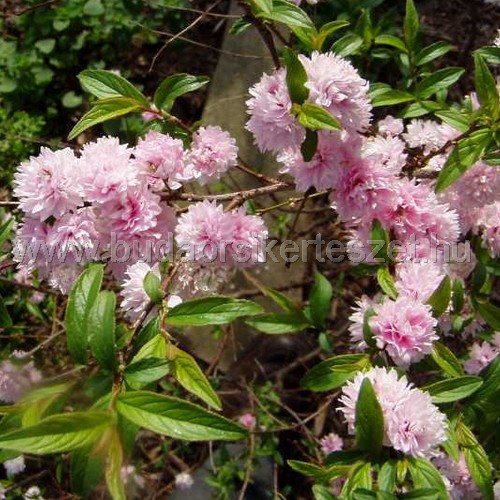 Prunus triloba 'Multiplex' - Teltvirágú babarózsa