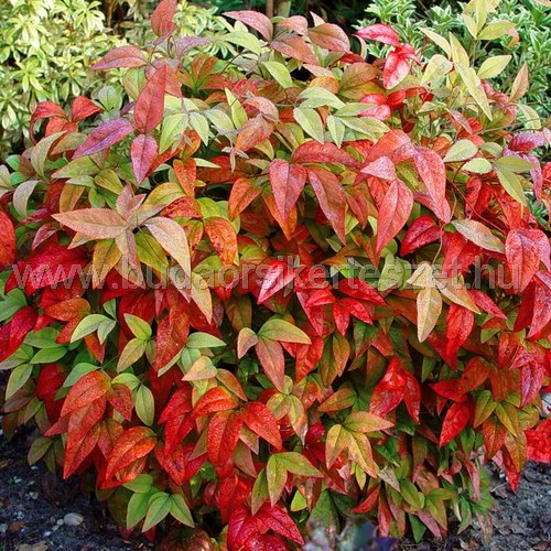 Nandina domestica - Japán szentfa