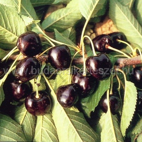 Prunus avium 'Szomolyai Fekete' - cseresznye