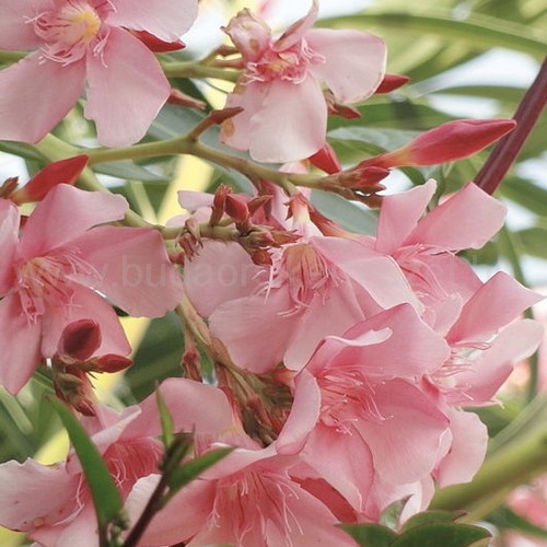 Nerium oleander - Leander