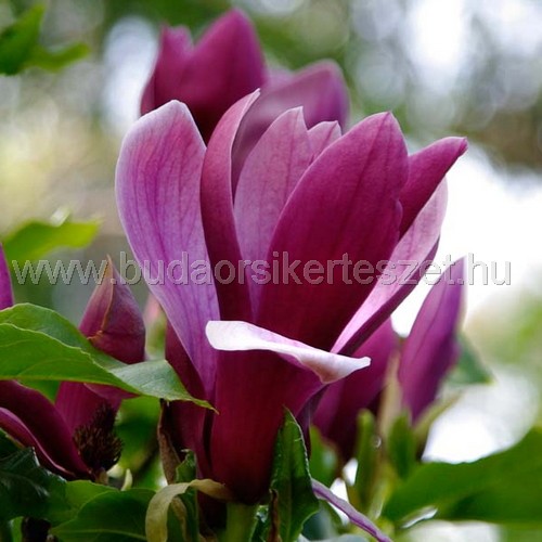 Magnolia liliflora 'Nigra' - Liliomfa