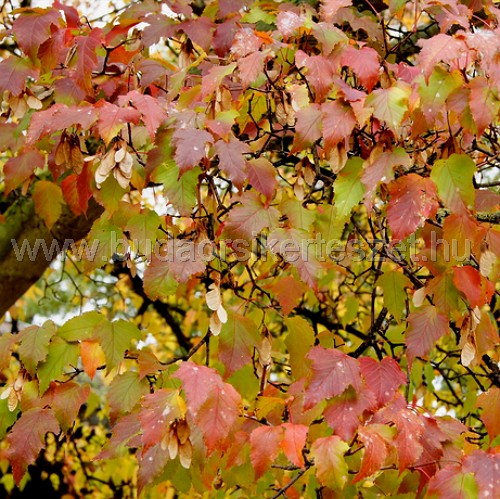 Acer tataricum subs. ginnala - Tűzvörös tatárjuhar