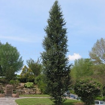 Cedrus atlantica 'Fastigiata' - Atlasz cédrus - oszlopos