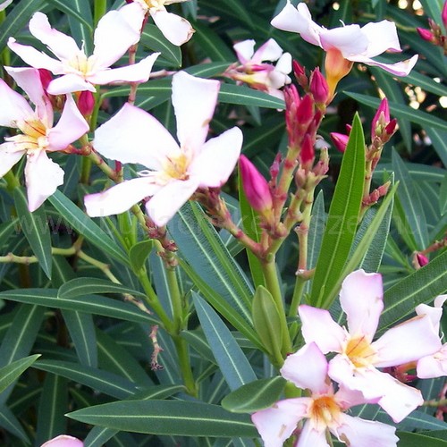 Nerium oleander 'Carnival' - Leander - 3 színben elvirágzó