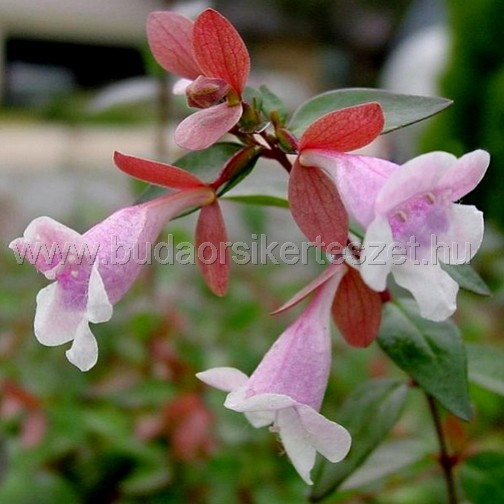 Abelia x grandiflora - nagyvirágú tárnicslonc