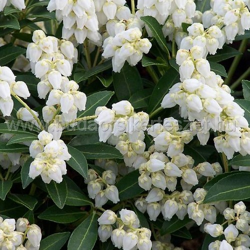 Pieris japonica 'Deputante' - Japán babérhanga