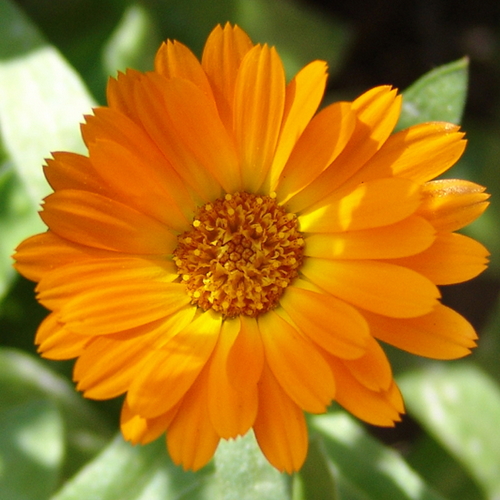 Calendula officinalis - Kerti körömvirág