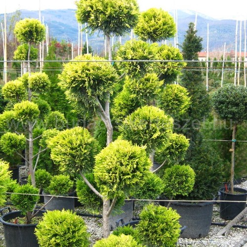 x Cupressocyparis leylandii 'Castlewellan Gold Pom-Pon' - Leyland ciprus - formára nyírt