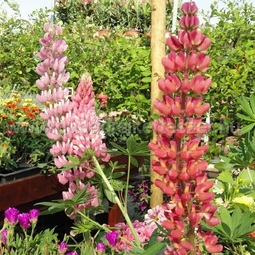 Lupinus hibridek - Csillagfürt