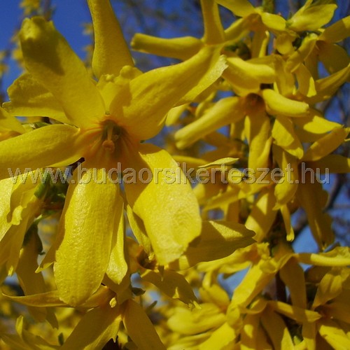 Forsythia x intermedia 'Lynwood' - Aranyvessző